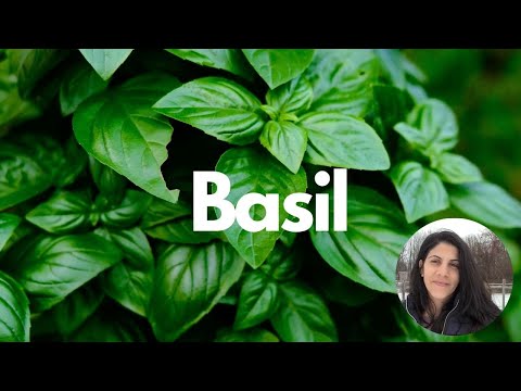 バジルを育てる究極のガイド: 種から収穫まで