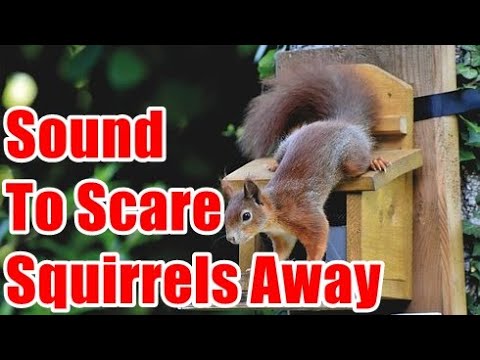 YouTube video about: What sounds do squirrels hate?