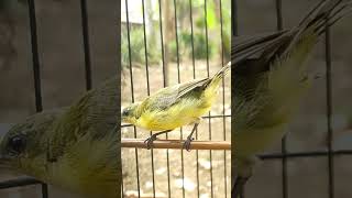 Download lagu Clear & Crisp Female Sunbird Calling Sound for Fast Male Response #olivebackedsunbird #birds mp3