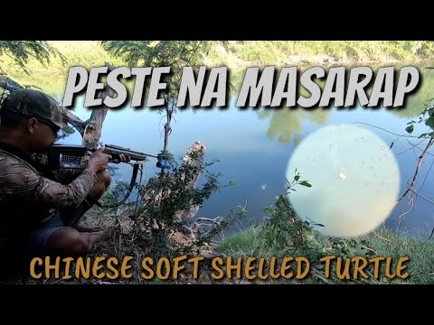 PEST CONTROL SA ILOG SNAKE TURTLE HUNT