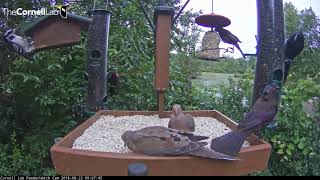 Blackbirds, Woodpeckers, and Doves... Oh My! – Aug. 22, 2018