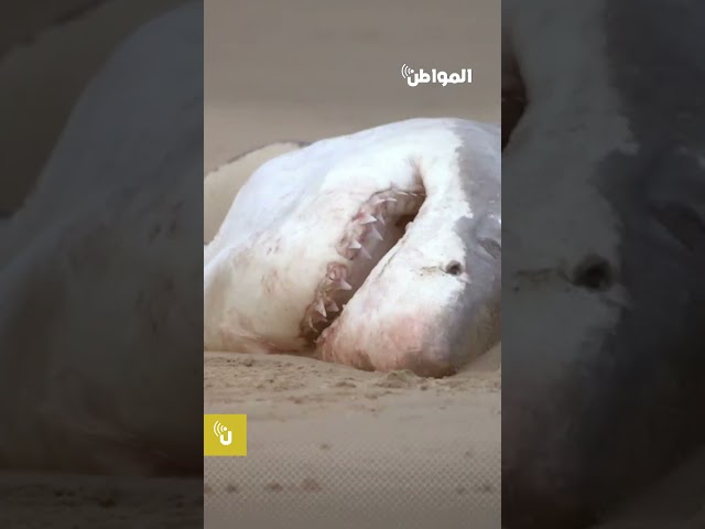لأول مرة.. دولفين يفترس قرشًا وينتزع أحشاءه
