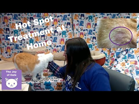 Cat Hot Spot Treatment at Home using colloidal silver