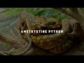 10 Biggest Snakes Ever Discovered