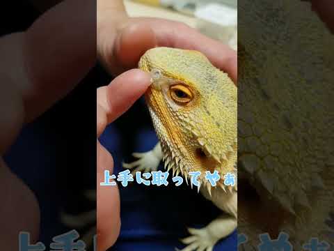 IUCN分類における絶滅の危険性を示す図。