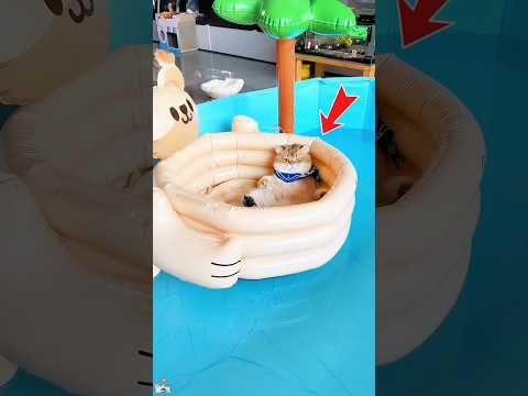 This Cat Hated Water #funnyshorts #pets #cute #love