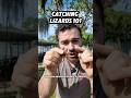 How to catch a lizard