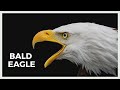 Bald Eagle Call Wild Bald Eagle Sound Bald Eagle Noise Call And Sounds