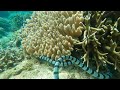 Can Sea Snakes Breathe Underwater