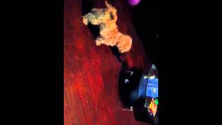 Cat fight dog with no hesitation