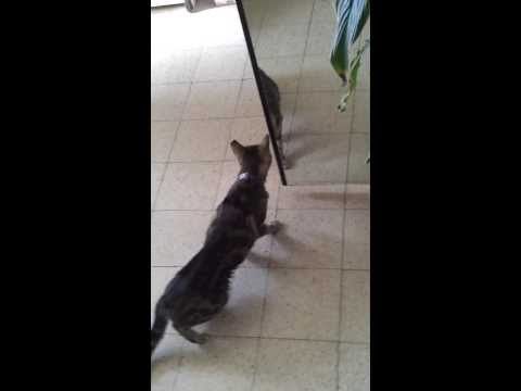 Sita is tipsy from last night