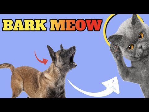 Dog Barking And Cats Meowing Sound Compilation
