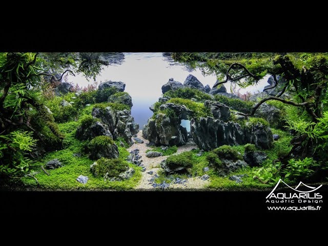 Aquarium "Frontera" by Laurent Garcia - IAPLC 2017 #28