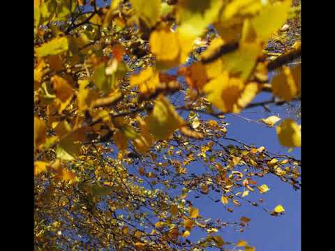 Ретроспекція: Люцина ХВОРОСТ — Сад відлітає (слова Володимира БАЗИЛЕВСЬКОГО) [AUDIO]