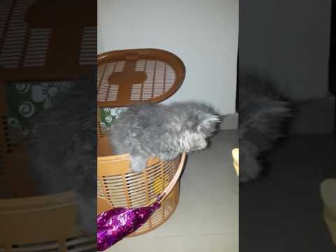 Cute Persian Zayna Trying To Come Out From Basket..