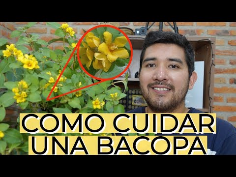 , title : 'Conoces esta Planta  / Cuidados de la Bacopa | Aprendiendo a Cuidar'