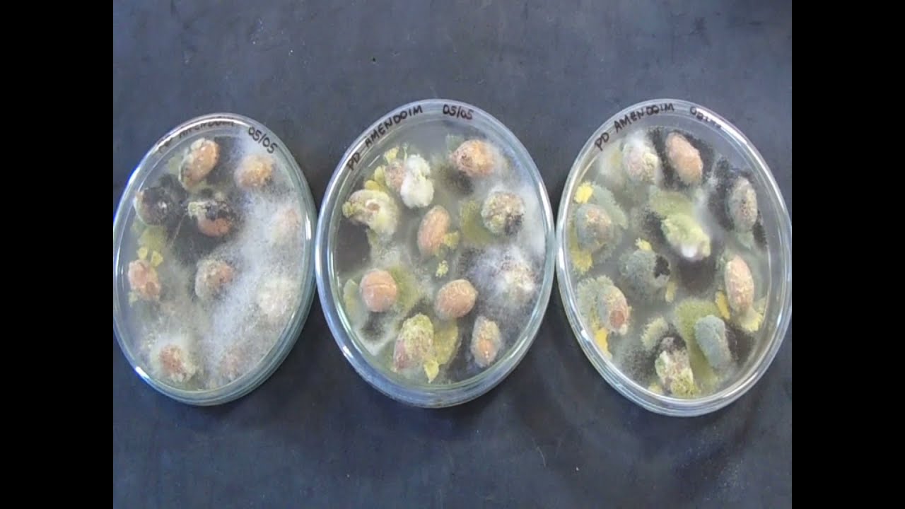 Plaqueamento direto para detecção de fungos (DIRECT PLATING)