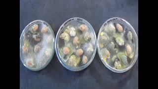 Plaqueamento direto para detecção de fungos (DIRECT PLATING)