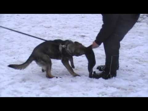 FINNY Aykmar - defence - 4 months, helper : Marek Černý, www.aykmar.cz