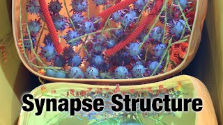 Synapse Structure: A Closer Look
