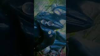 Download lagu Jedag jedug Story WA. Jupiter Robot #shorts #ytshorts #storywa #jupiter #yamaha mp3