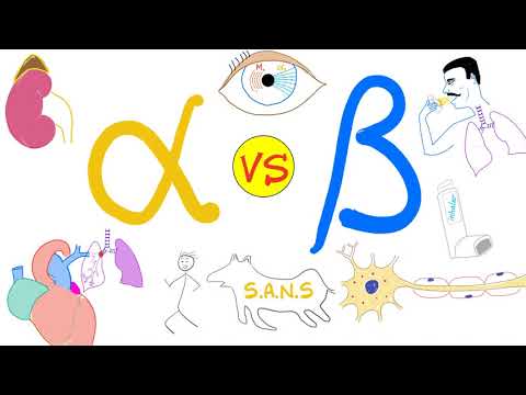 Alpha vs. Beta Adrenergic Receptors - Autonomic Nervous System - Physiology and Pharmacology