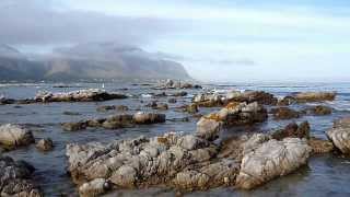 preview picture of video 'Betty's Bay Pengiuns and Whales'