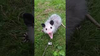 What Happens When an Opposum Plays DEAD?