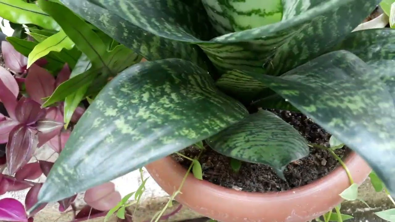 ESPADA DE SANTA LUZIA. FÁCIL DE CUIDAR.