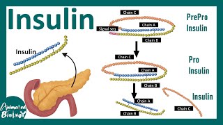 Insulin | Insulin processing | Insulin function | Insulin signaling | USMLE