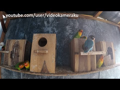 2 Hours Lovebirds Sounds - April 2019 Part 2