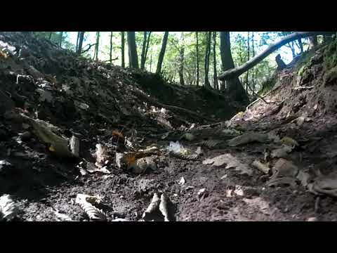 wild bosco paludoso del Piemonte visto da terra #forest
