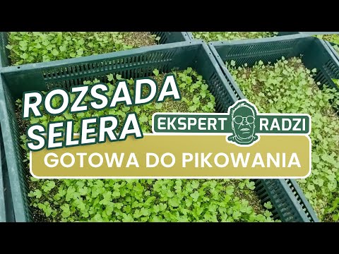 Rozsada selera czeka na pikowanie - Piotr Borczyński