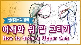 어깨와 위팔 근육 그리기(How To Draw A Shoulder & Upper arm) - 오쌤 인체해부학