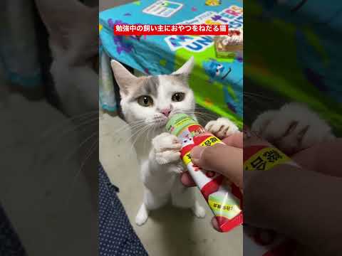 史学科 勉強中の飼い主にちゅーるをねだる猫 #shorts