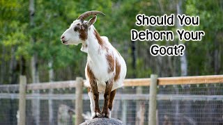 Should you dehorn / disbud your goat?