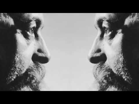 La regola del 7 - The Law of 7 #gurdjieff