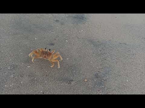 Crab | Allapuzza Beach | Kerala
