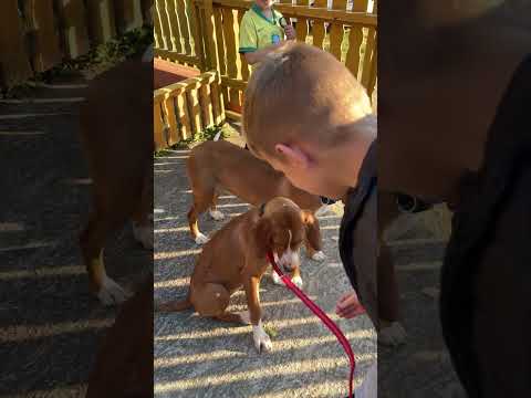 Naucio sam Bicu da sjedne🙋 #saurusgang #sauruslico