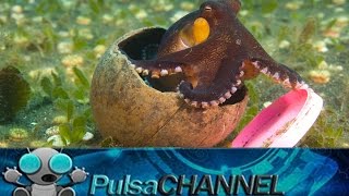 TOP 10 Animales Haciendo cosas Extraordinarias