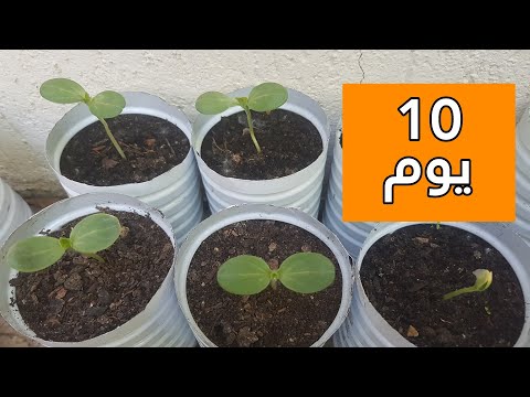 , title : 'افضل طريقة لزراعة البطيخ في المنزل من البذور وحتى الاثمار'