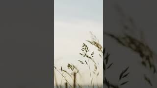 Download lagu Around the world in a day #music #rpwpalbum #kimnamjoon #rmmusic mp3 Download lagu Around the world in a day #music #rpwpalbum #kimnamjoon #rmmusic mp3