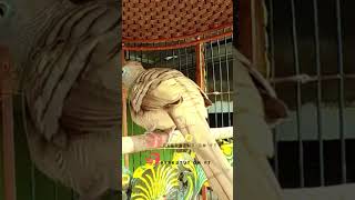 Download lagu Zebra Dove Call – Relaxing Bird Sounds 179 | #birds #birdsounds #birdsoundscape #birdsong #animals mp3