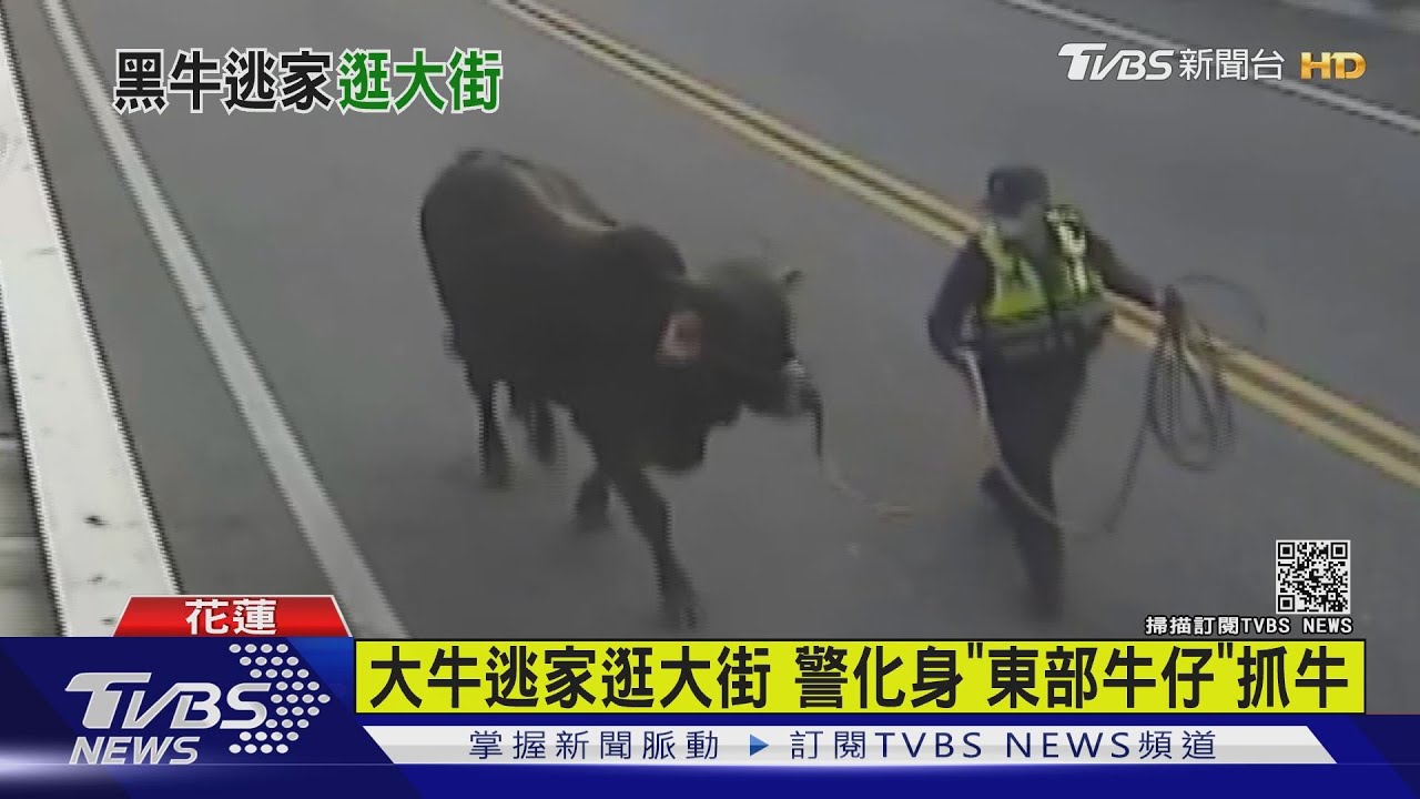 大牛逃家逛大街 警化身「東部牛仔」抓牛