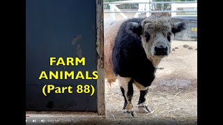 FARM ANIMALS on the FARM (Part 88) PANDA COW LOUD & LONG MOO EDUCATIONAL / Toddlers, Preschool, K-3