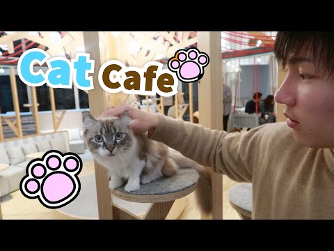 🇯🇵Review - Cafe mèo