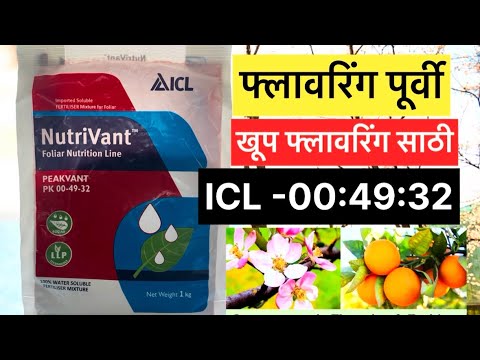 ICL- 00:49:32 - (फ्लावरिंग किंग )