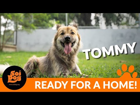 There’s no other soi dog quite like Tommy!
