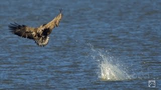 Flevoland. Jagende zeearenden in Nederland (zeer zeldzame opnamen!)/ white tailed eagles hunting