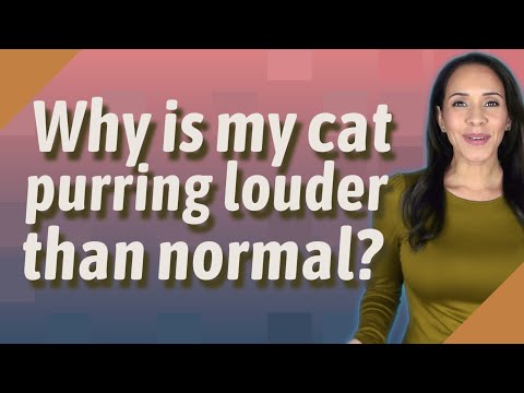 Why is my cat purring louder than normal?